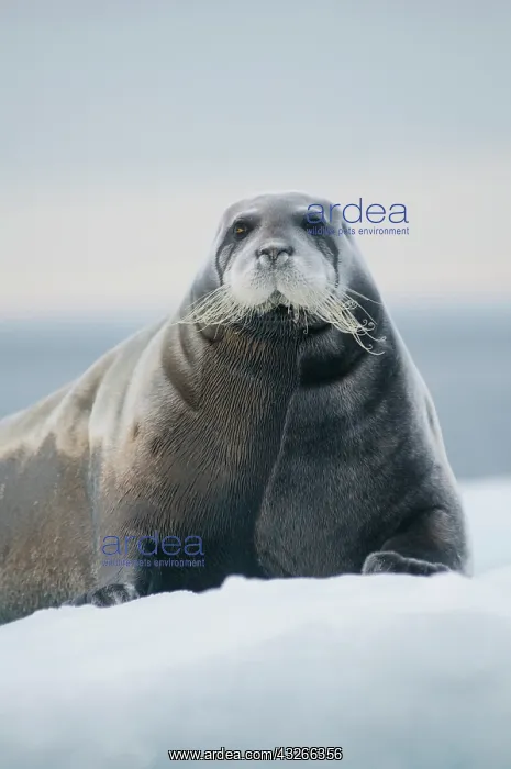 : Norway, Svalbard Archipelago, Spitsbergen : Norway, Svalbard Archipelago, Spitsbergen