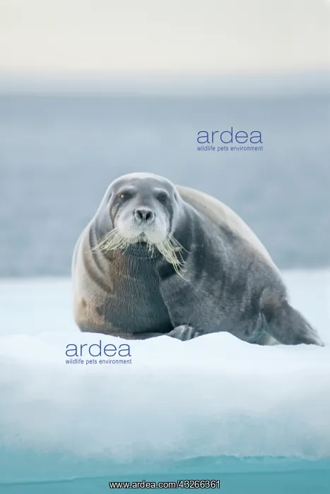 : Norway, Svalbard Archipelago, Spitsbergen : Norway, Svalbard Archipelago, Spitsbergen
