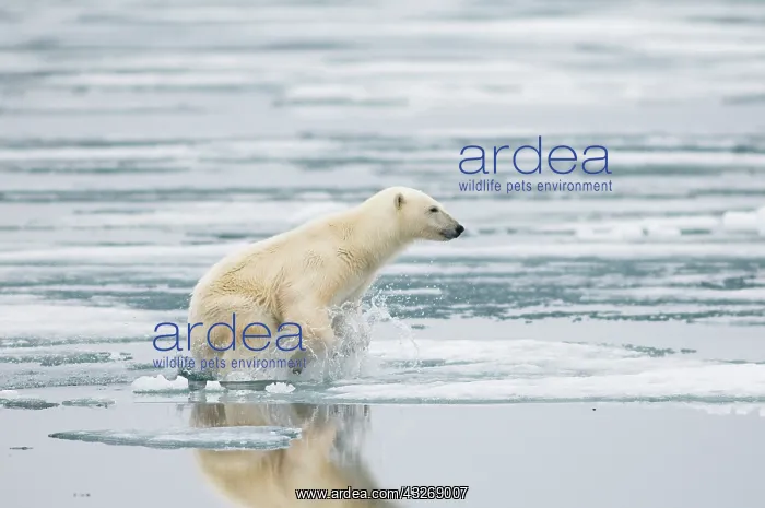 : Norway, Svalbard Archipelago, Spitsbergen : Norway, Svalbard Archipelago, Spitsbergen