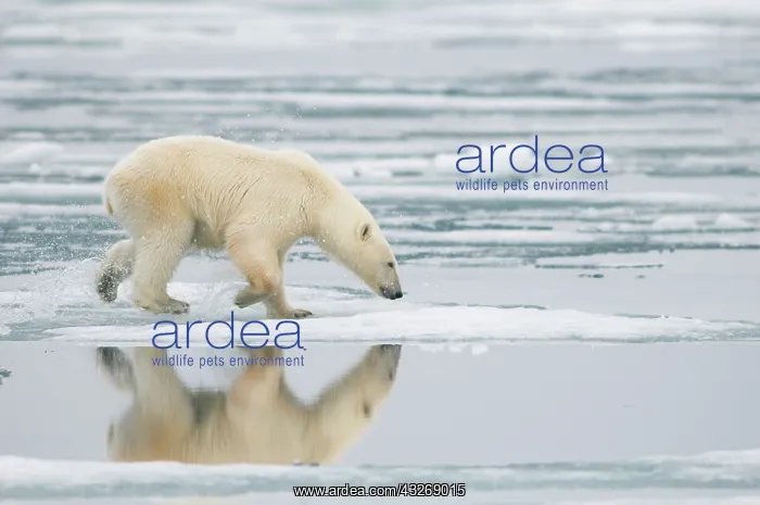: Norway, Svalbard Archipelago, Spitsbergen : Norway, Svalbard Archipelago, Spitsbergen