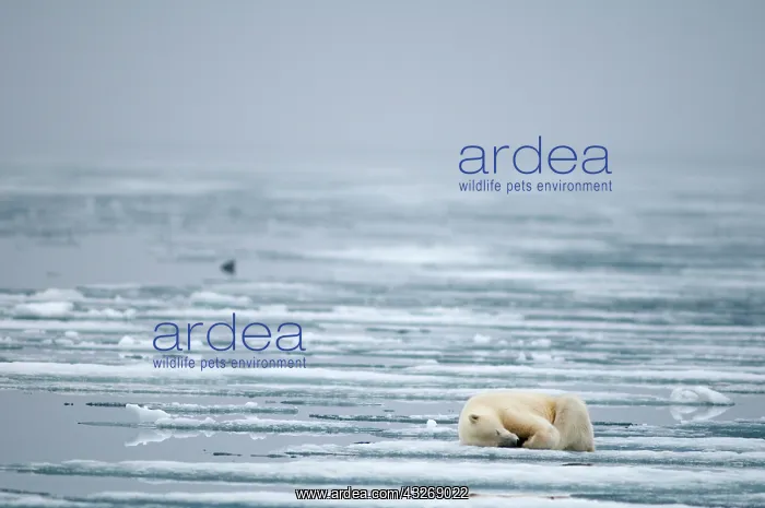 : Norway, Svalbard Archipelago, Spitsbergen : Norway, Svalbard Archipelago, Spitsbergen