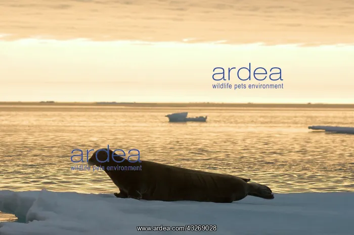 : Norway, Svalbard Archipelago, Spitsbergen : Norway, Svalbard Archipelago, Spitsbergen