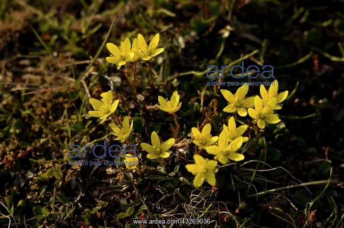 : Norway, Svalbard Archipelago, Spitsbergen : Norway, Svalbard Archipelago, Spitsbergen