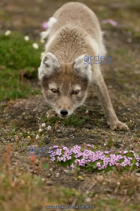 : Norway, Svalbard Archipelago, Spitsbergen : Norway, Svalbard Archipelago, Spitsbergen