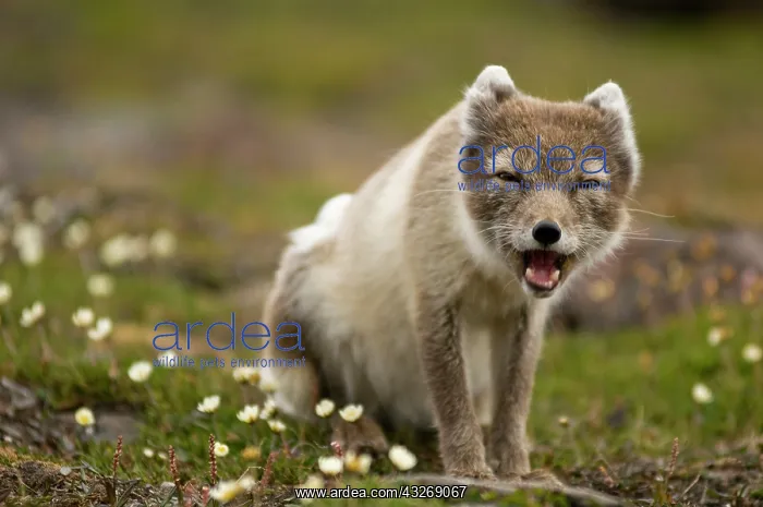 : Norway, Svalbard Archipelago, Spitsbergen : Norway, Svalbard Archipelago, Spitsbergen