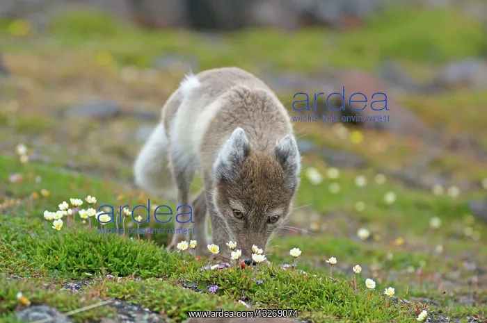 : Norway, Svalbard Archipelago, Spitsbergen : Norway, Svalbard Archipelago, Spitsbergen
