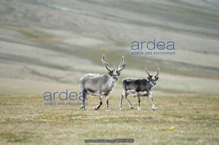 : Norway, Svalbard Archipelago, Spitsbergen : Norway, Svalbard Archipelago, Spitsbergen