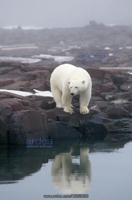 : Norway, Svalbard Archipelago, Spitsbergen : Norway, Svalbard Archipelago, Spitsbergen