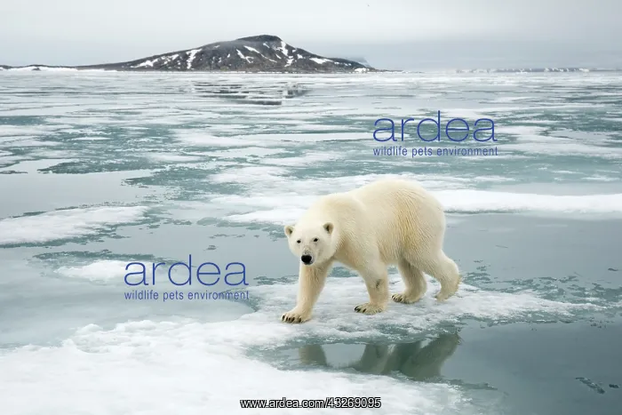 : Norway, Svalbard Archipelago, Spitsbergen : Norway, Svalbard Archipelago, Spitsbergen