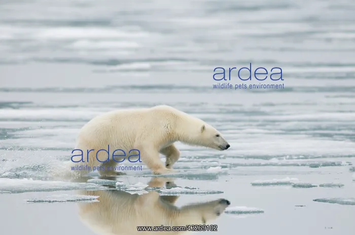 : Norway, Svalbard Archipelago, Spitsbergen : Norway, Svalbard Archipelago, Spitsbergen
