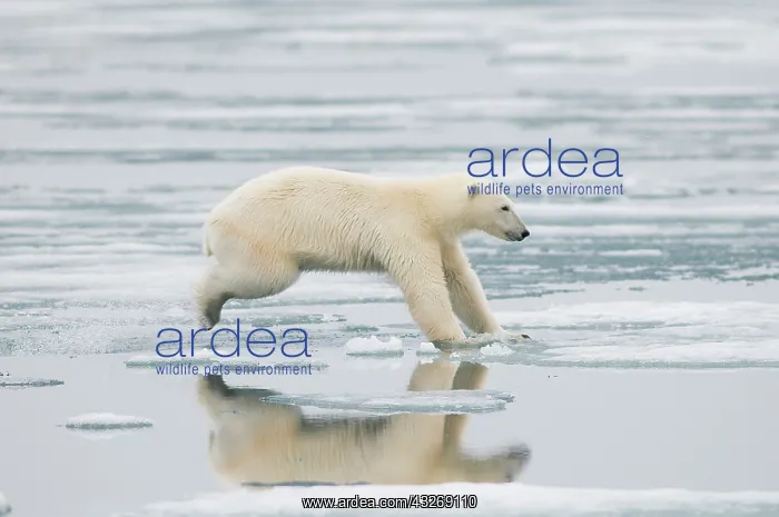 : Norway, Svalbard Archipelago, Spitsbergen : Norway, Svalbard Archipelago, Spitsbergen
