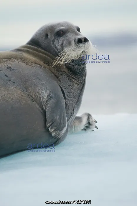: Norway, Svalbard Archipelago, Spitsbergen : Norway, Svalbard Archipelago, Spitsbergen