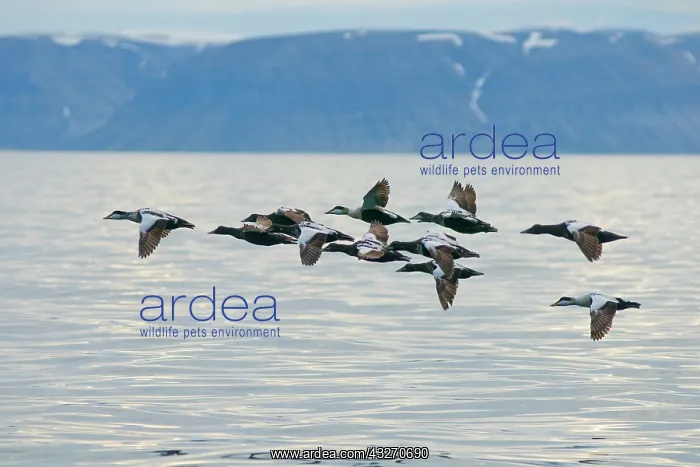 : Norway, Svalbard Archipelago, Spitsbergen : Norway, Svalbard Archipelago, Spitsbergen