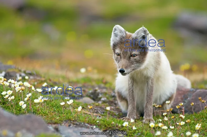 : Norway, Svalbard Archipelago, Spitsbergen : Norway, Svalbard Archipelago, Spitsbergen