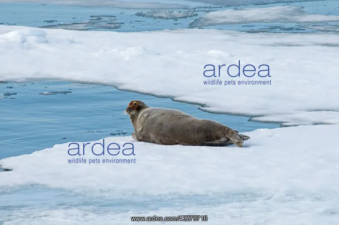: Norway, Svalbard Archipelago, Spitsbergen : Norway, Svalbard Archipelago, Spitsbergen