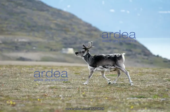  : Norway, Svalbard Archipelago, Spitsbergen