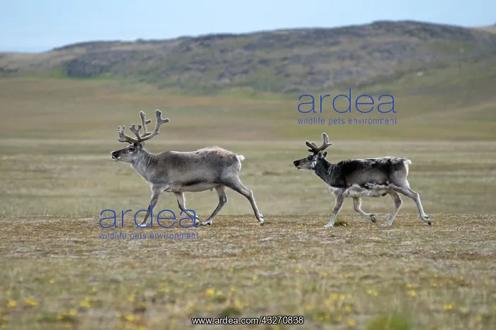  : Norway, Svalbard Archipelago, Spitsbergen
