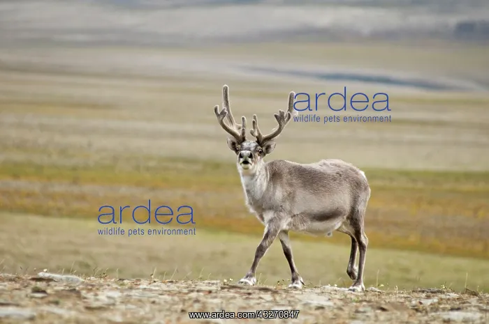  : Norway, Svalbard Archipelago, Spitsbergen