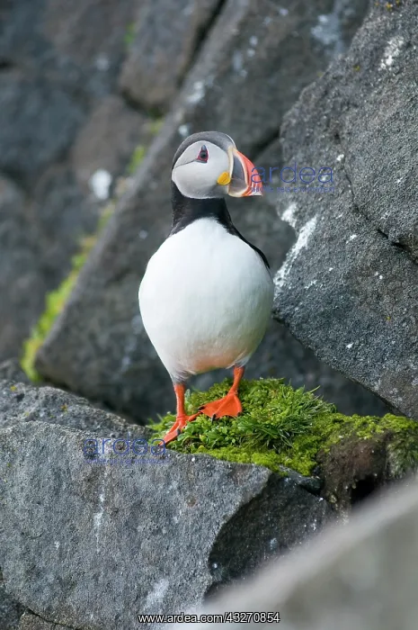: Norway, Svalbard Archipelago, Spitsbergen : Norway, Svalbard Archipelago, Spitsbergen