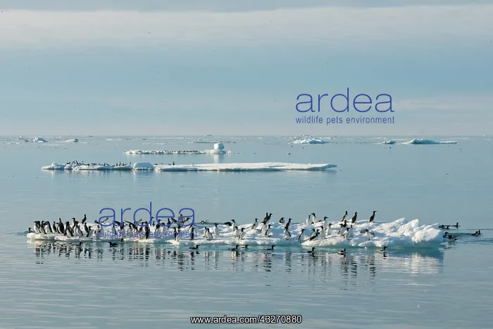 : Norway, Svalbard Archipelago, Spitsbergen : Norway, Svalbard Archipelago, Spitsbergen