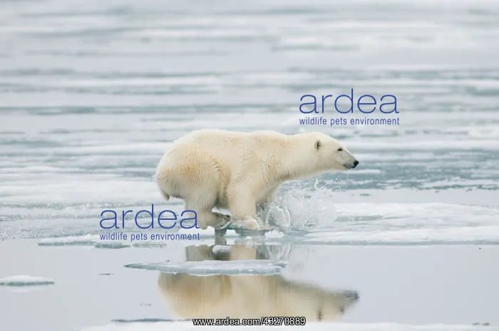 : Norway, Svalbard Archipelago, Spitsbergen : Norway, Svalbard Archipelago, Spitsbergen