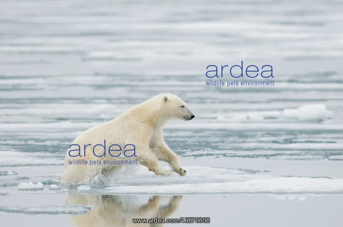 : Norway, Svalbard Archipelago, Spitsbergen : Norway, Svalbard Archipelago, Spitsbergen
