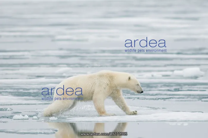 : Norway, Svalbard Archipelago, Spitsbergen : Norway, Svalbard Archipelago, Spitsbergen