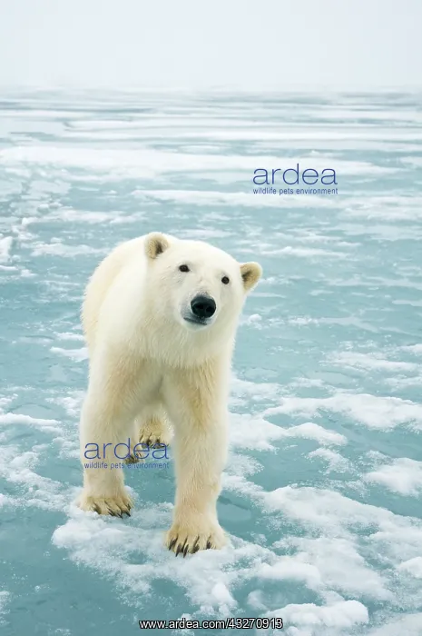 : Norway, Svalbard Archipelago, Spitsbergen : Norway, Svalbard Archipelago, Spitsbergen