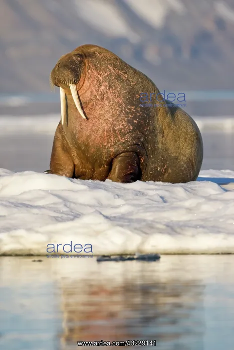 : Norway, Svalbard, Barents Island, Walrus : Norway, Svalbard, Barents Island, Walrus