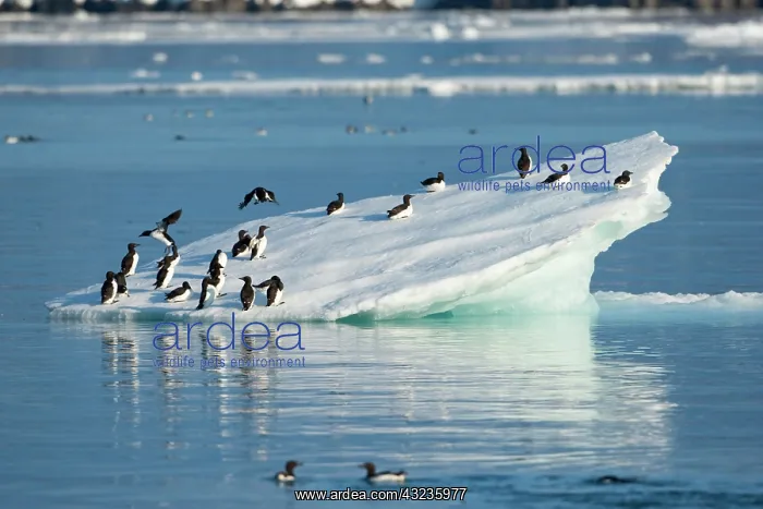: Norway, Svalbard, Brunnich's Guillemot (Uria : Norway, Svalbard, Brunnich's Guillemot (Uria