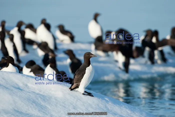 : Norway, Svalbard, Brunnich's Guillemot (Uria : Norway, Svalbard, Brunnich's Guillemot (Uria