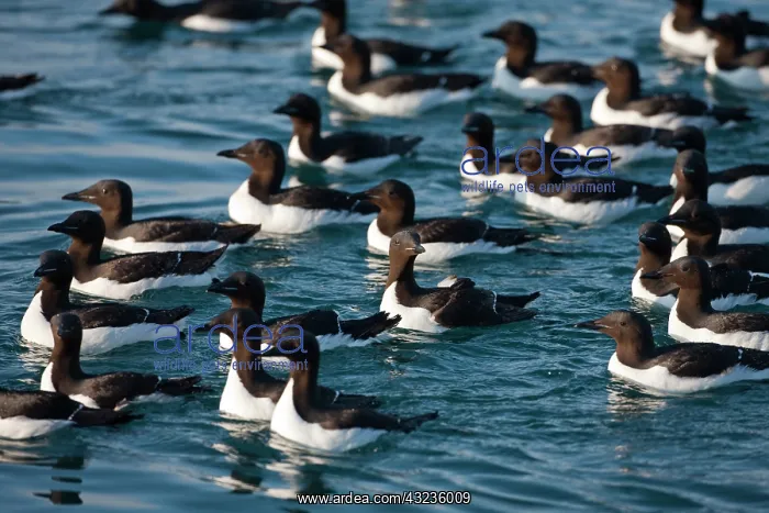 : Norway, Svalbard, Brunnich's Guillemot (Uria : Norway, Svalbard, Brunnich's Guillemot (Uria