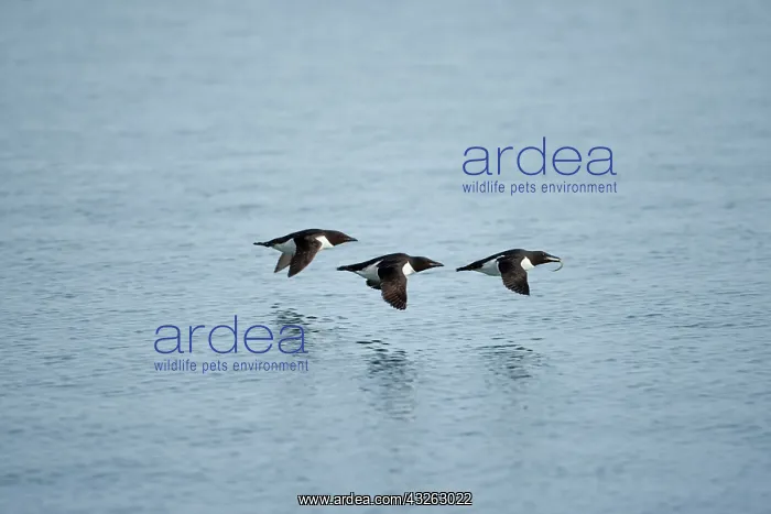 : Norway, Svalbard, Brunnich's Guillemot (Uria : Norway, Svalbard, Brunnich's Guillemot (Uria