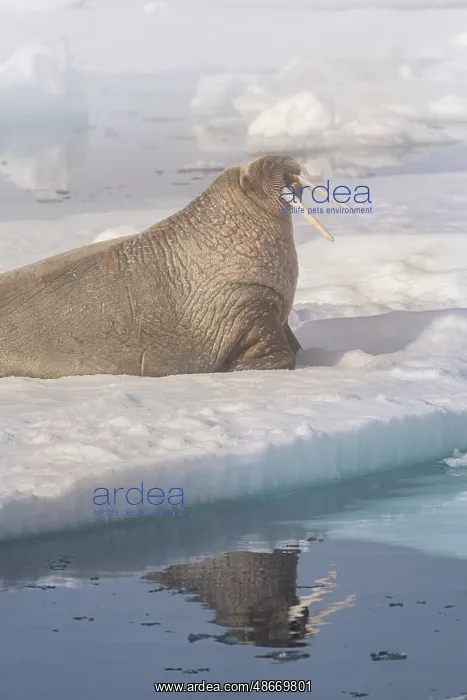 : Norway, Svalbard. Close-up of male walrus on ice floe in : Norway, Svalbard. Close-up of male walrus on ice floe in