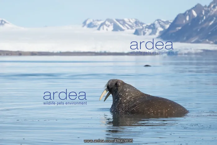 : Norway, Svalbard. Close-up of male walrus in water. ic Don : Norway, Svalbard. Close-up of male walrus in water. ic Don