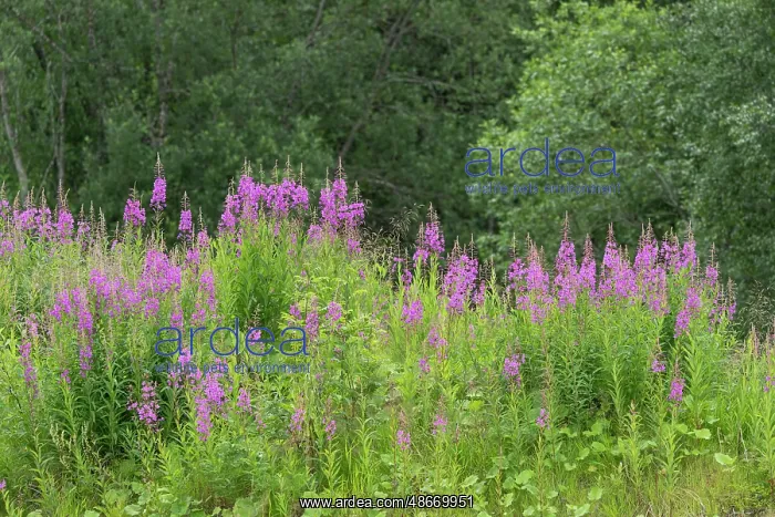 : Norway, Svalbard. Close-up of pink fireweed flowers. ic Don : Norway, Svalbard. Close-up of pink fireweed flowers. ic Don