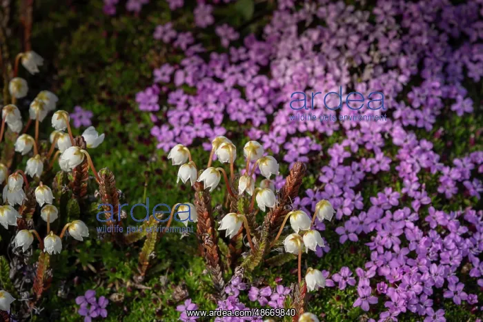 : Norway, Svalbard. Close-up of white Arctic bell heather : Norway, Svalbard. Close-up of white Arctic bell heather