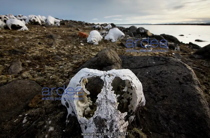 : Norway, Svalbard, Delischoya Island, 300-year-old : Norway, Svalbard, Delischoya Island, 300-year-old