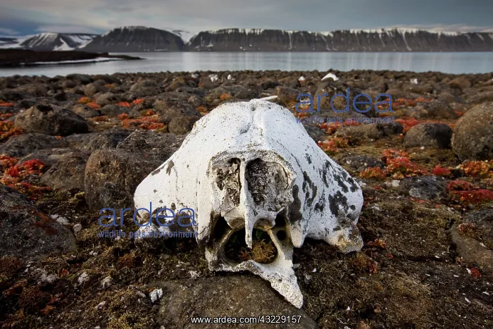 : Norway, Svalbard, Delischoya Island, 300-year-old : Norway, Svalbard, Delischoya Island, 300-year-old