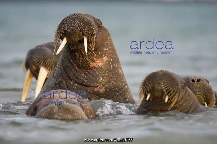 : Norway, Svalbard, Delischoya Island, Walrus : Norway, Svalbard, Delischoya Island, Walrus