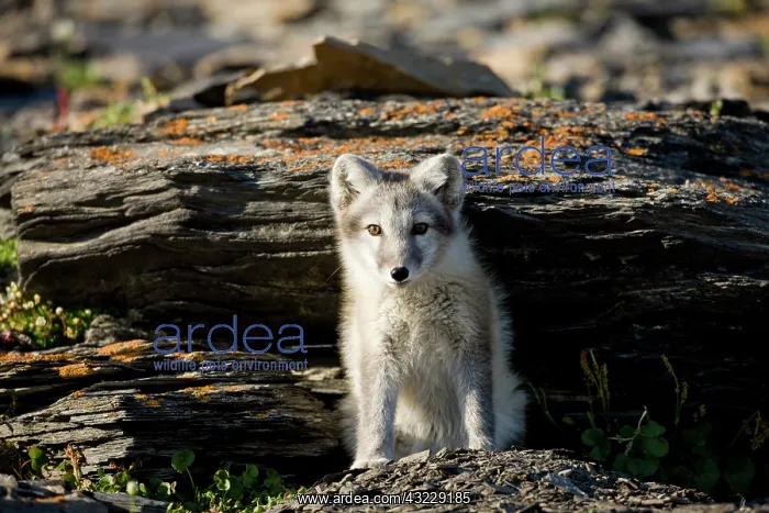 : Norway, Svalbard, Edgeoya Island, Arctic : Norway, Svalbard, Edgeoya Island, Arctic