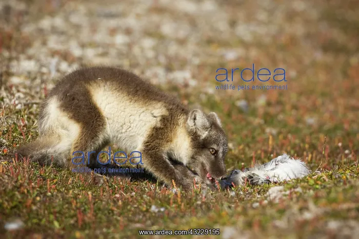 : Norway, Svalbard, Edgeoya Island, Arctic : Norway, Svalbard, Edgeoya Island, Arctic