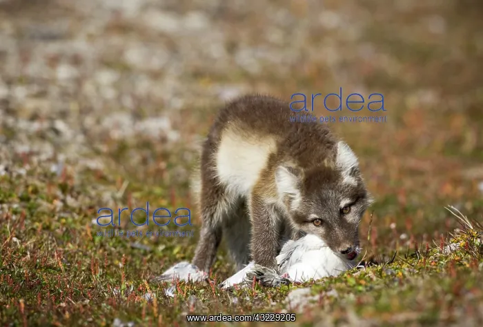 : Norway, Svalbard, Edgeoya Island, Arctic : Norway, Svalbard, Edgeoya Island, Arctic