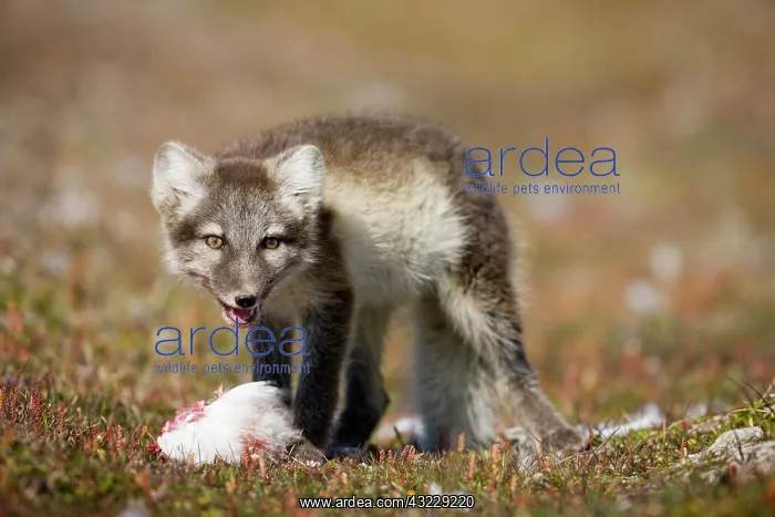  : Norway, Svalbard, Edgeoya Island, Arctic