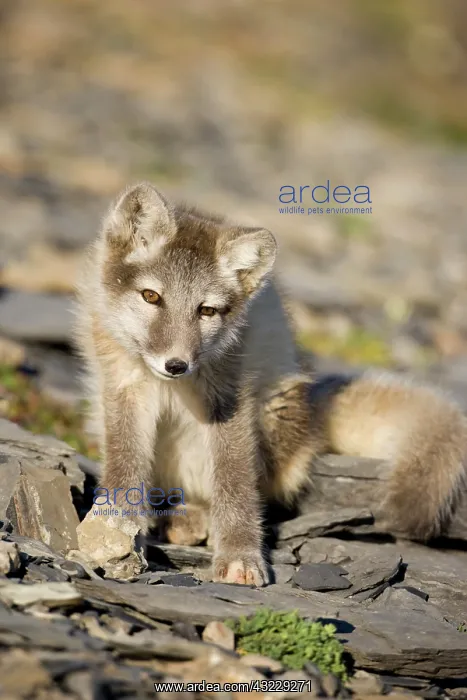 : Norway, Svalbard, Edgeoya Island, Arctic : Norway, Svalbard, Edgeoya Island, Arctic