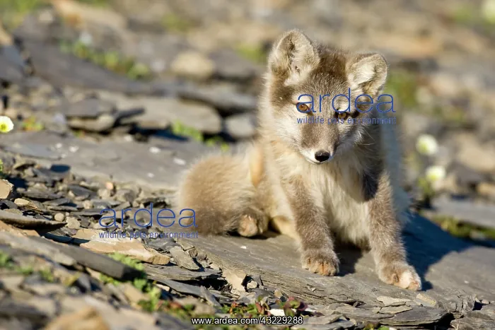 : Norway, Svalbard, Edgeoya Island, Arctic : Norway, Svalbard, Edgeoya Island, Arctic