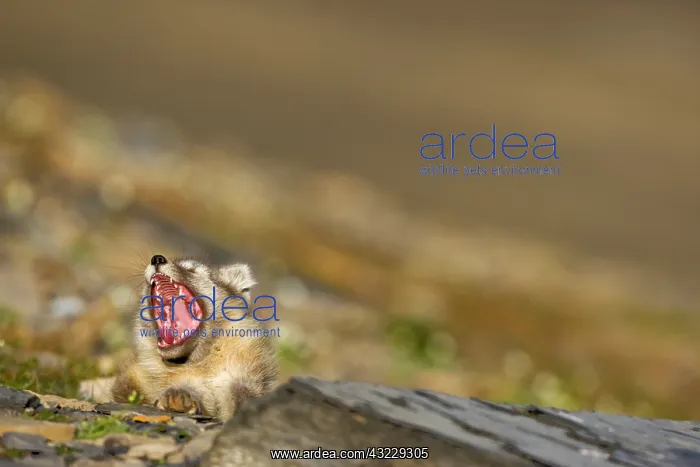 : Norway, Svalbard, Edgeoya Island, Arctic : Norway, Svalbard, Edgeoya Island, Arctic