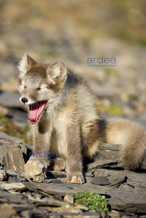 : Norway, Svalbard, Edgeoya Island, Arctic : Norway, Svalbard, Edgeoya Island, Arctic