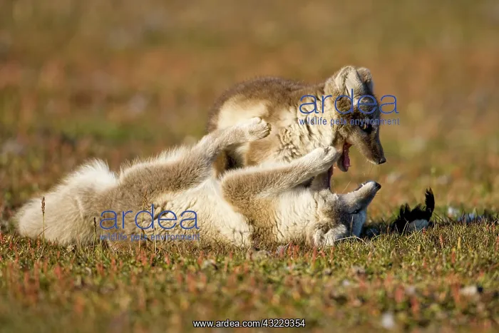 : Norway, Svalbard, Edgeoya Island, Arctic : Norway, Svalbard, Edgeoya Island, Arctic