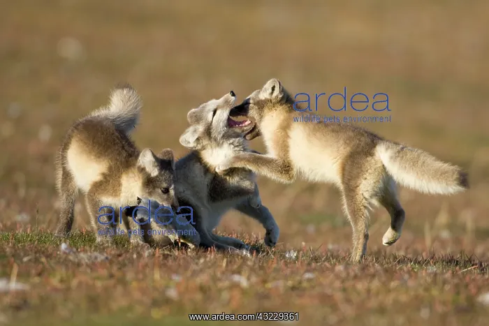  : Norway, Svalbard, Edgeoya Island, Arctic